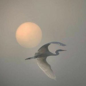 Transcend yourself into Pure Consciousness